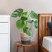 monstera-deliciosa-met-lissabon-mand-zwart