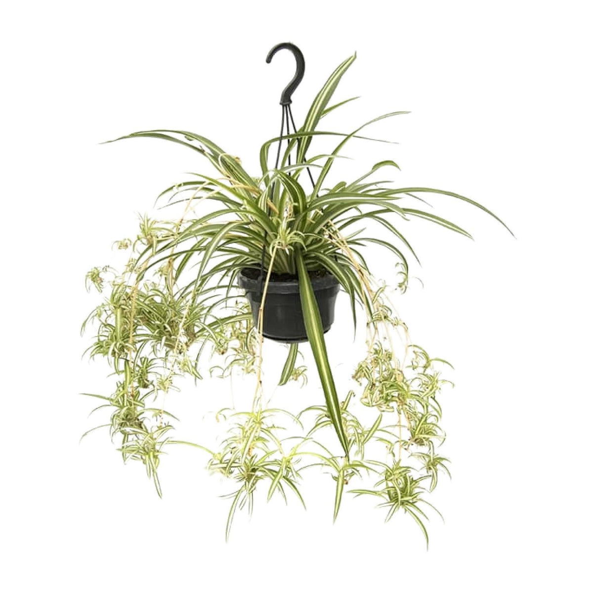 Chlorophytum comosum variegatum – Graslilie – ↕55 cm – Ø14 cm —  Planten247.nl