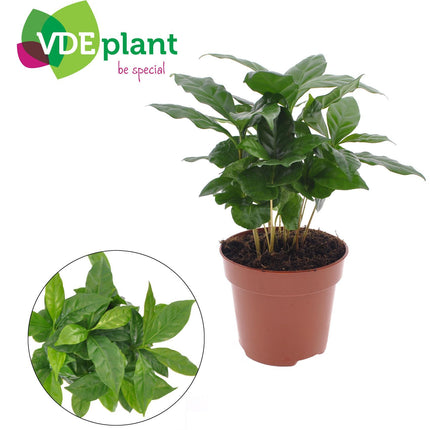 coffea-arabica-o12-↕30