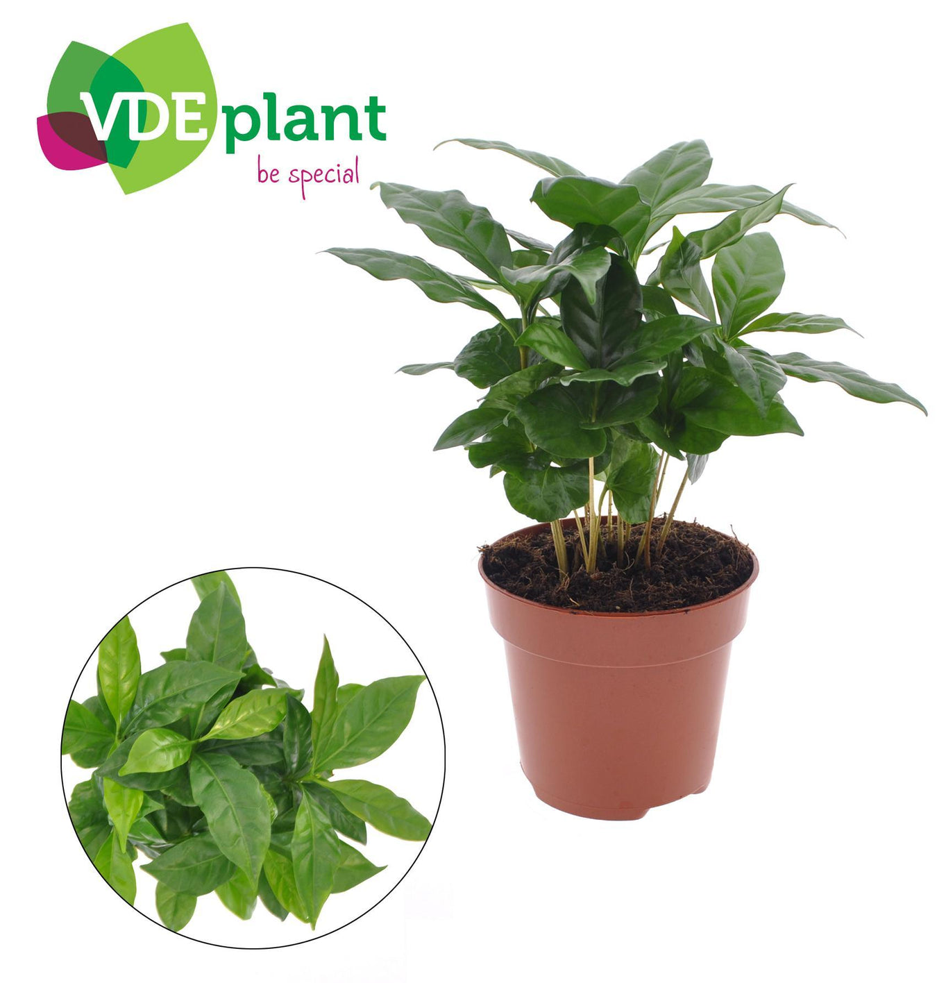 Coffea Arabica (Koffieplant)