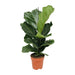 ficus-lyrata-o17-75cm