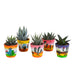 gasteria-haworthia-mix-5-5cm-5x-in-mexicaanse-pot