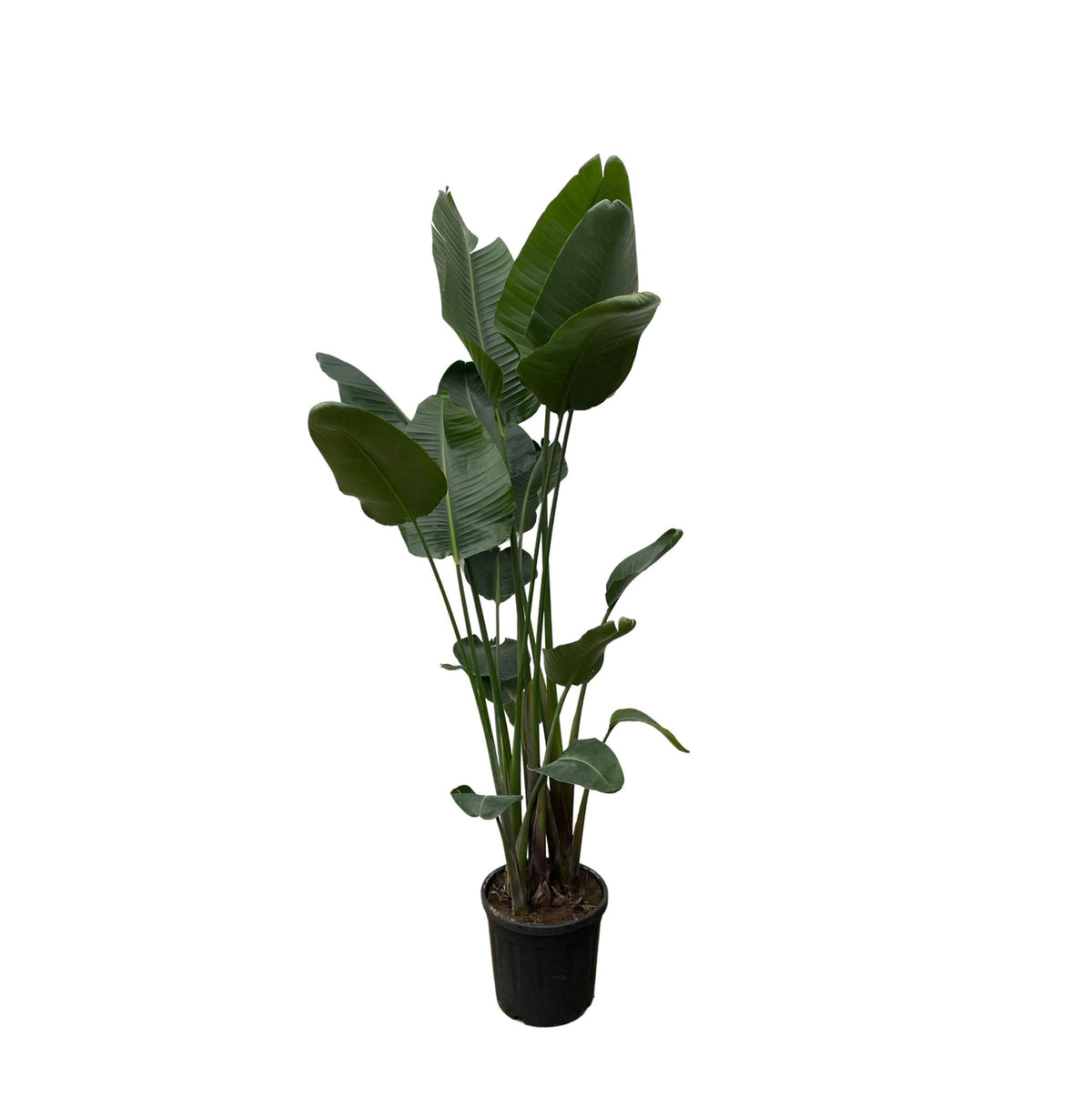 Strelitzia Nicolai XXL kaufen? – 250 cm – ø50 – Schnelle Lieferung —  Planten247.nl