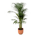 areca-palm-110cm-o21cm-inclusief-elho-vibes-fold-round-roze-d22xh20