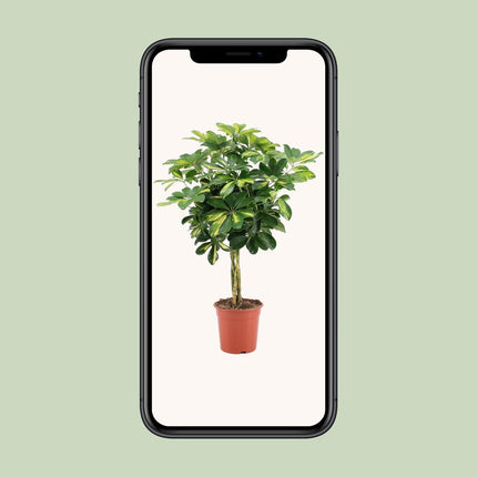 schefflera-arboricola-gold-capella-o19cm-↕75cm
