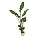 strelitzia-nicolai-inclusief-elho-vibes-fold-round-wit-100-cm-o18