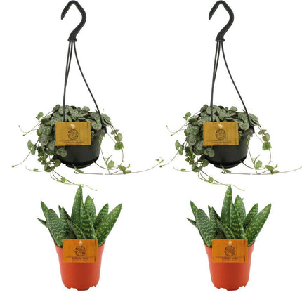 2x-aloe-paradisicum-2x-ceropegia-woodii-4-stuks-o10-5cm-↕10cm