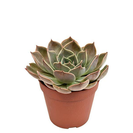 echeveria-costa-o12cm-↕15cm