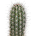 pachycereus-pringlei-17cm-zonder-pot
