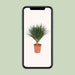 dracaena-draco-o30cm-↕110cm