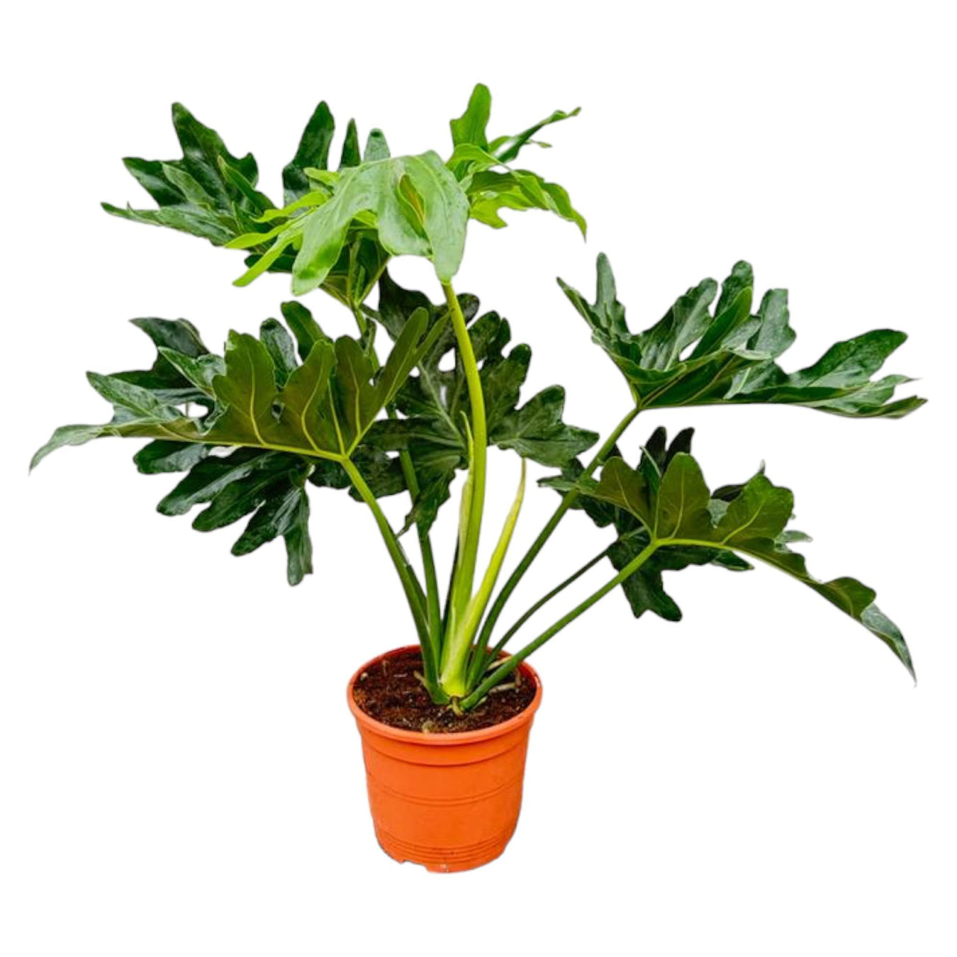 Philodendron