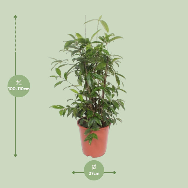 dracaena-surculosa-o27cm-↕110cm