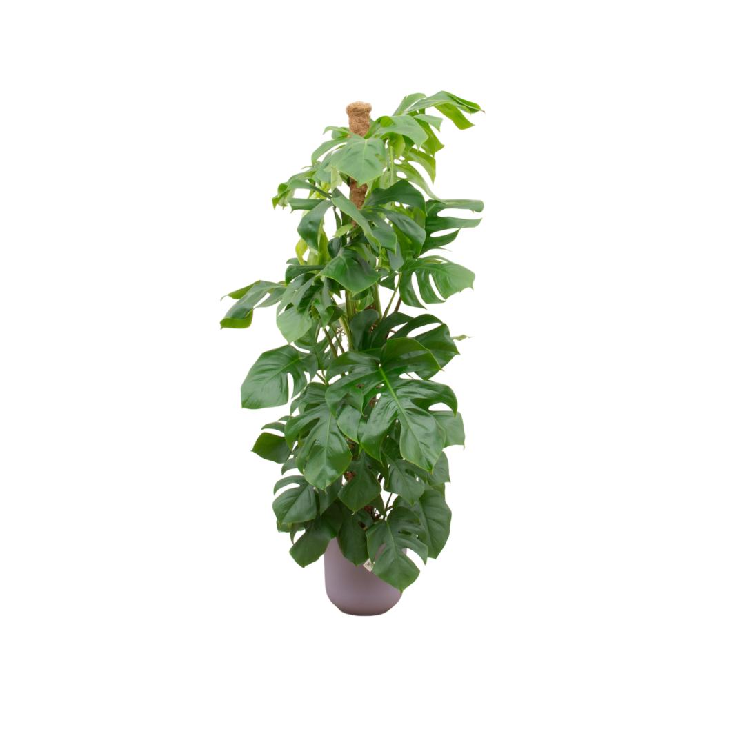 Monstera Pertusum XL inklusive elho Jazz Round flieder – ↕150cm – Ø26c —  Planten247.nl