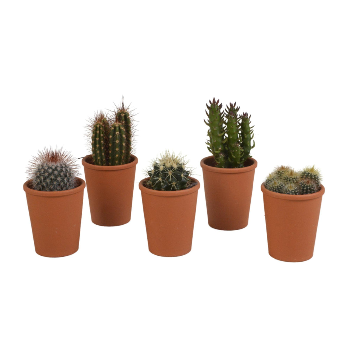 Kakteenmischung ↕8–13 cm – Ø5,5 cm – 5 Stück – im Terrakottatopf —  Planten247.nl