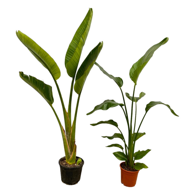 strelitzia-nicolai-strelitzia-augusta-100-cm-o17-21