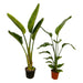 strelitzia-nicolai-strelitzia-augusta-100-cm-o17-21