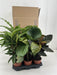 calathea-mix-p14cm