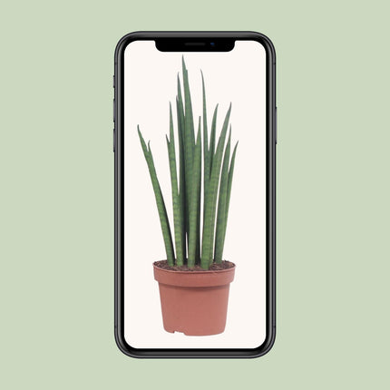 sansevieria-mikado-o12cm-↕40cm