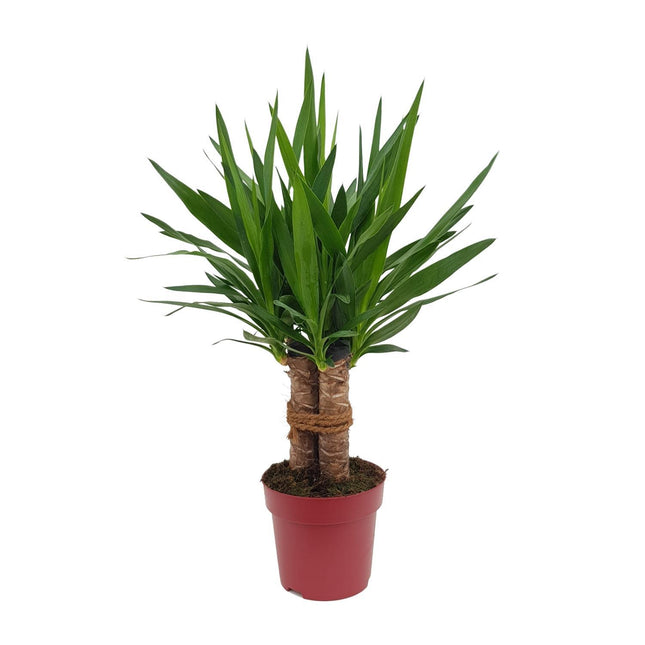 yucca-tres-canas-30-stam-p19-o19cm-↕70cm