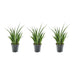 3x-sansevieria-kirkii-38-cm-o12
