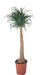 beaucarnea-nolina-o27cm-↕120cm