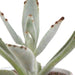 cactus-en-vetplanten-mix-5-5-cm-15-stuks-in-witte-pot