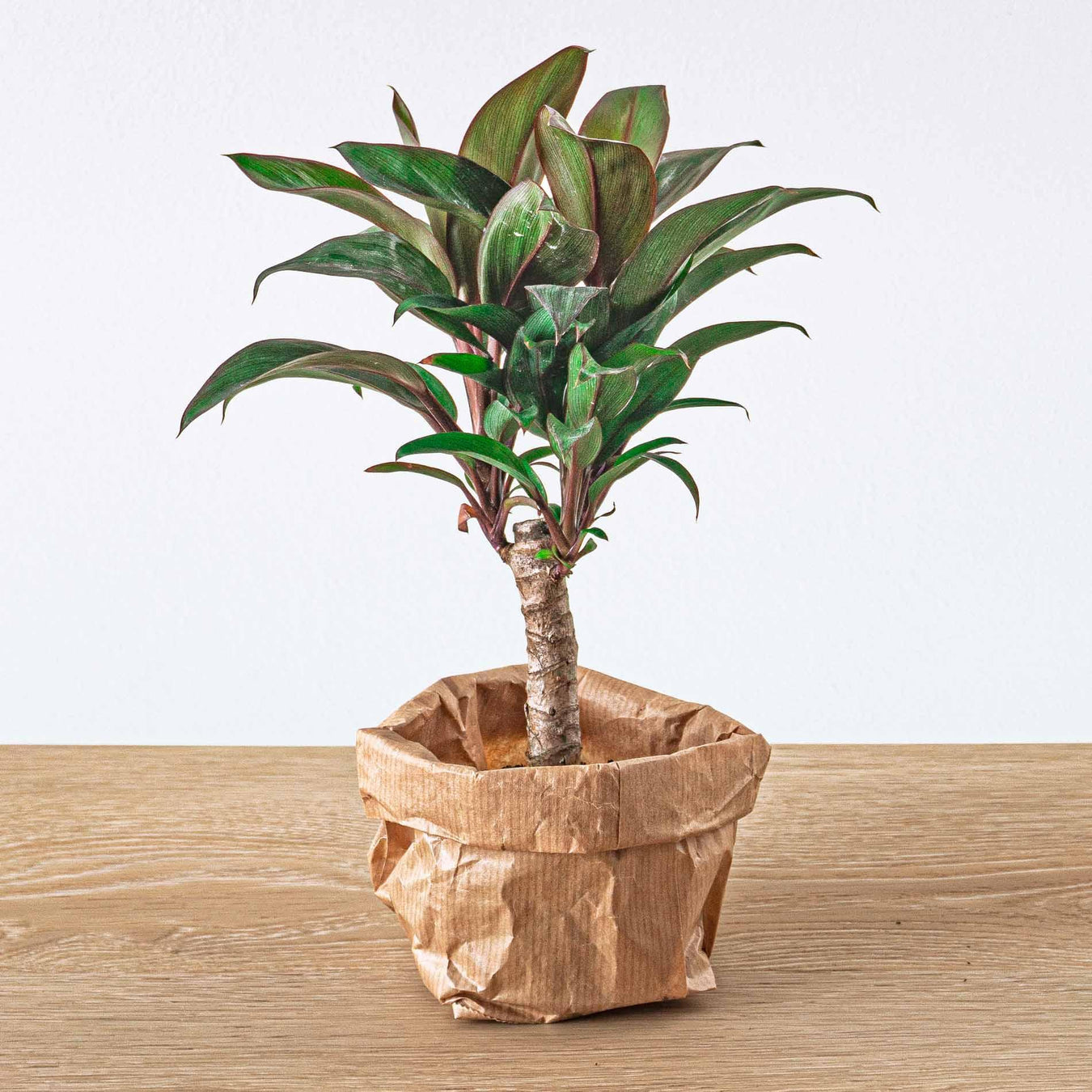Cordyline