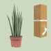 sansevieria-mikado-o12cm-↕40cm