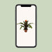 guzmania-crown-o12cm-↕45cm