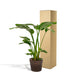 strelitzia-nicolai-90cm-o19cm-mand-igmar
