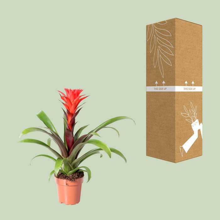 guzmania-rockyflower-hope-o12cm-↕43cm