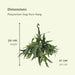 platycerium-hertshoorn-hang