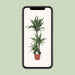 dracaena-warneckei-o24cm-↕125cm