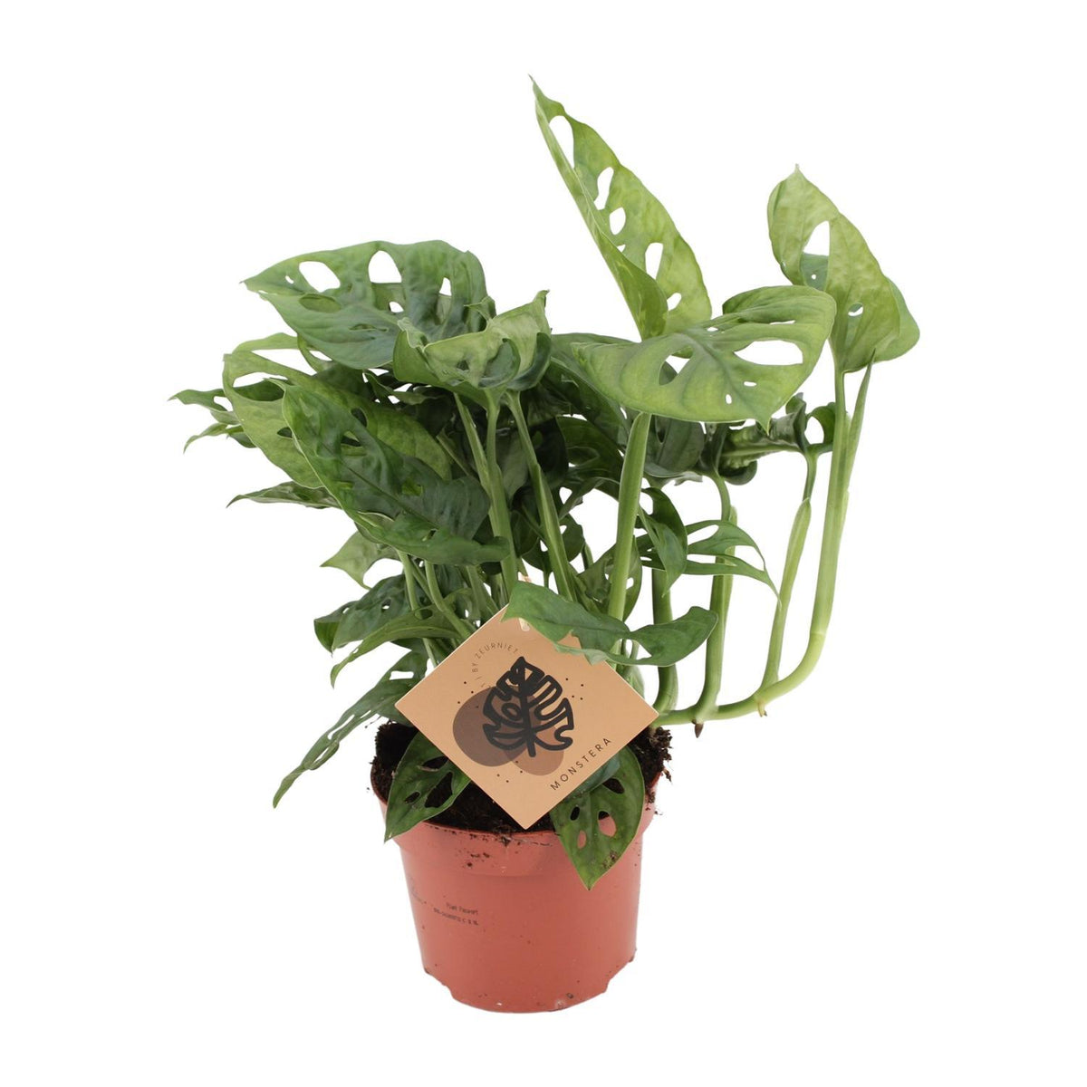 Monstera Monkey – ↕30 cm – Ø12 cm – Lochpflanze — Planten247.nl