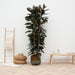 ficus-elastica-abidjan-struik-225cm-o40