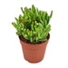 crassula-ovata-hobbit-o12cm-↕23cm