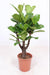 ficus-lyrata-o27-↕120
