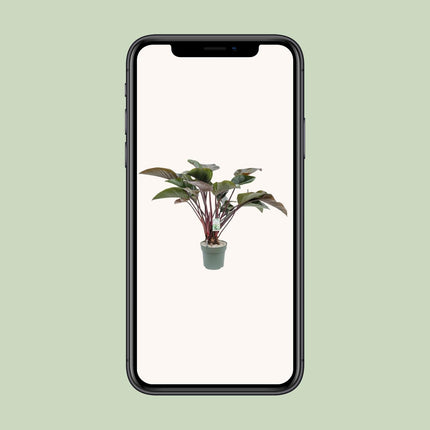 philodendron-red-beauty-o30cm-↕110cm