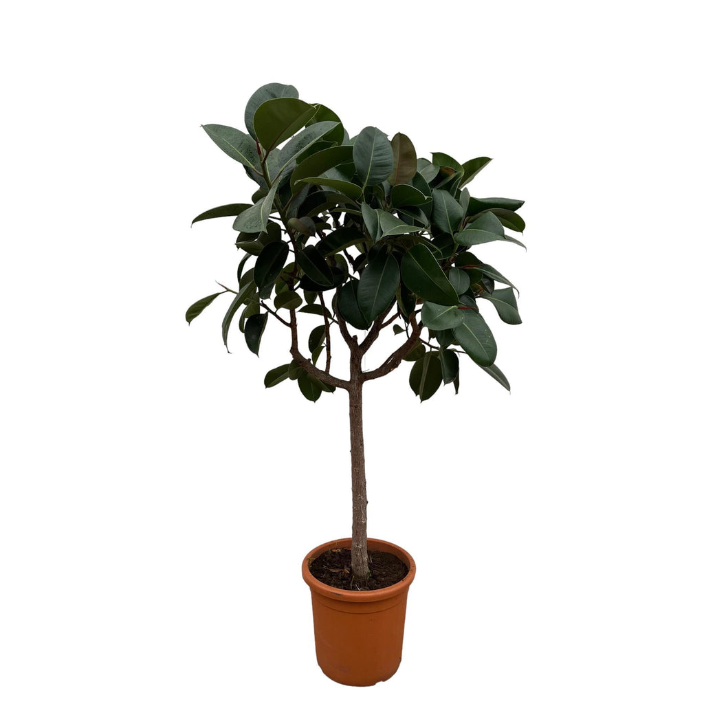 Ficus Elastica Robusta am Stiel – ↕180cm – Ø30cm — Planten247.nl