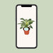 philodendron-birkin-o14cm-↕25cm