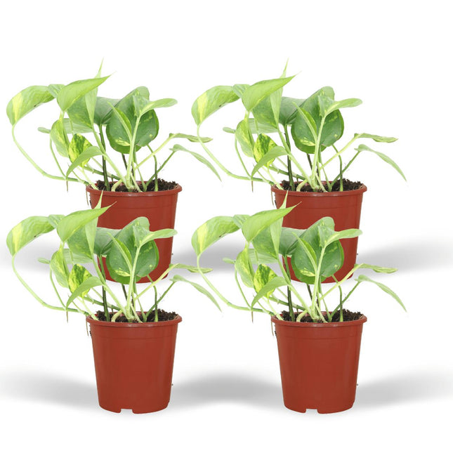 4x-epipremnum-aureum-scindapsus-20cm-o12