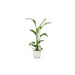 combi-deal-strelitzia-nicolai-inclusief-elho-vibes-fold-round-wit-o22-120-cm