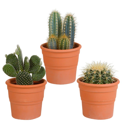 cactus-mix-10-5-cm-3x-in-terracotta-pot