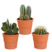 cactus-mix-10-5-cm-3x-in-terracotta-pot