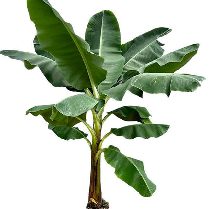 bananenplant-musa-250-cm-o30