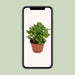 crassula-ovata-o15cm-↕21cm