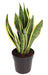 sansevieria-laurentii-o17cm-↕55cm