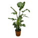 strelitzia-nicolai-inclusief-elho-greenville-round-bruin-160cm-o30