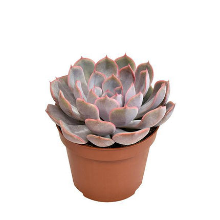 echeveria-menina-o10-5cm-↕15cm