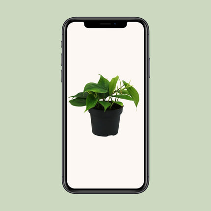 philodendron-scandens-o12cm-↕20cm